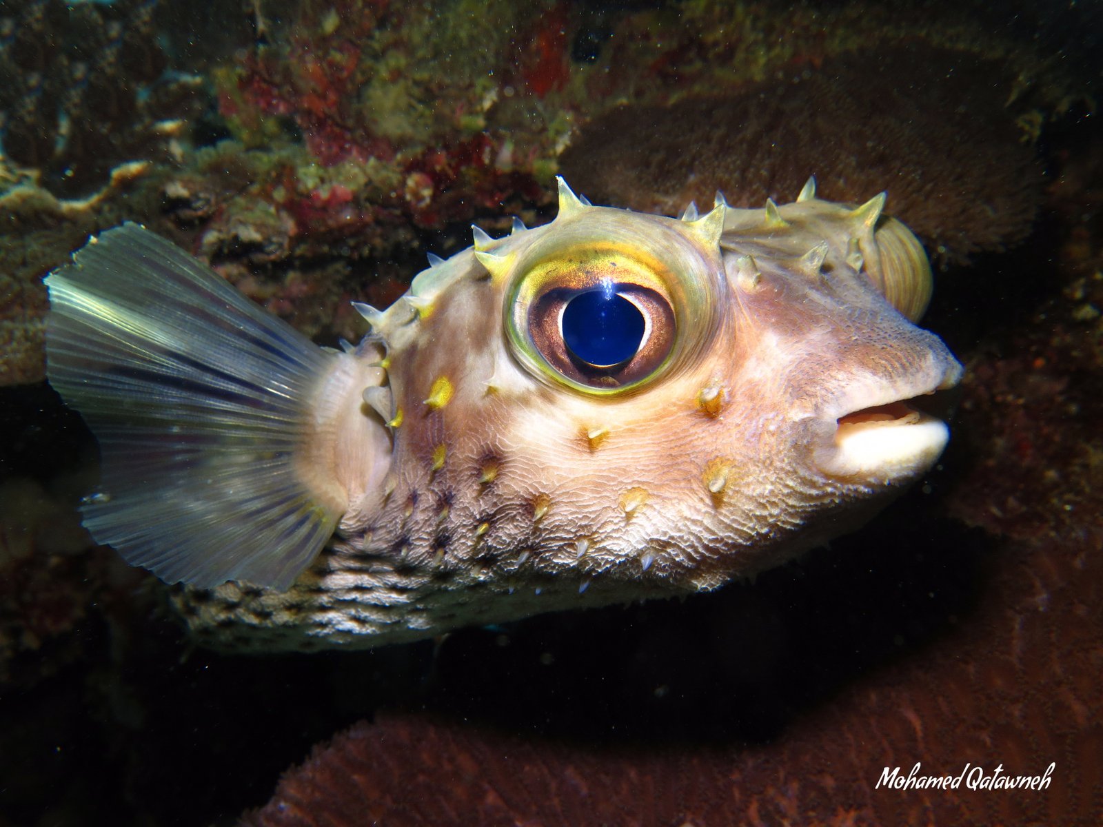 Divers exploring Aqaba coral reef