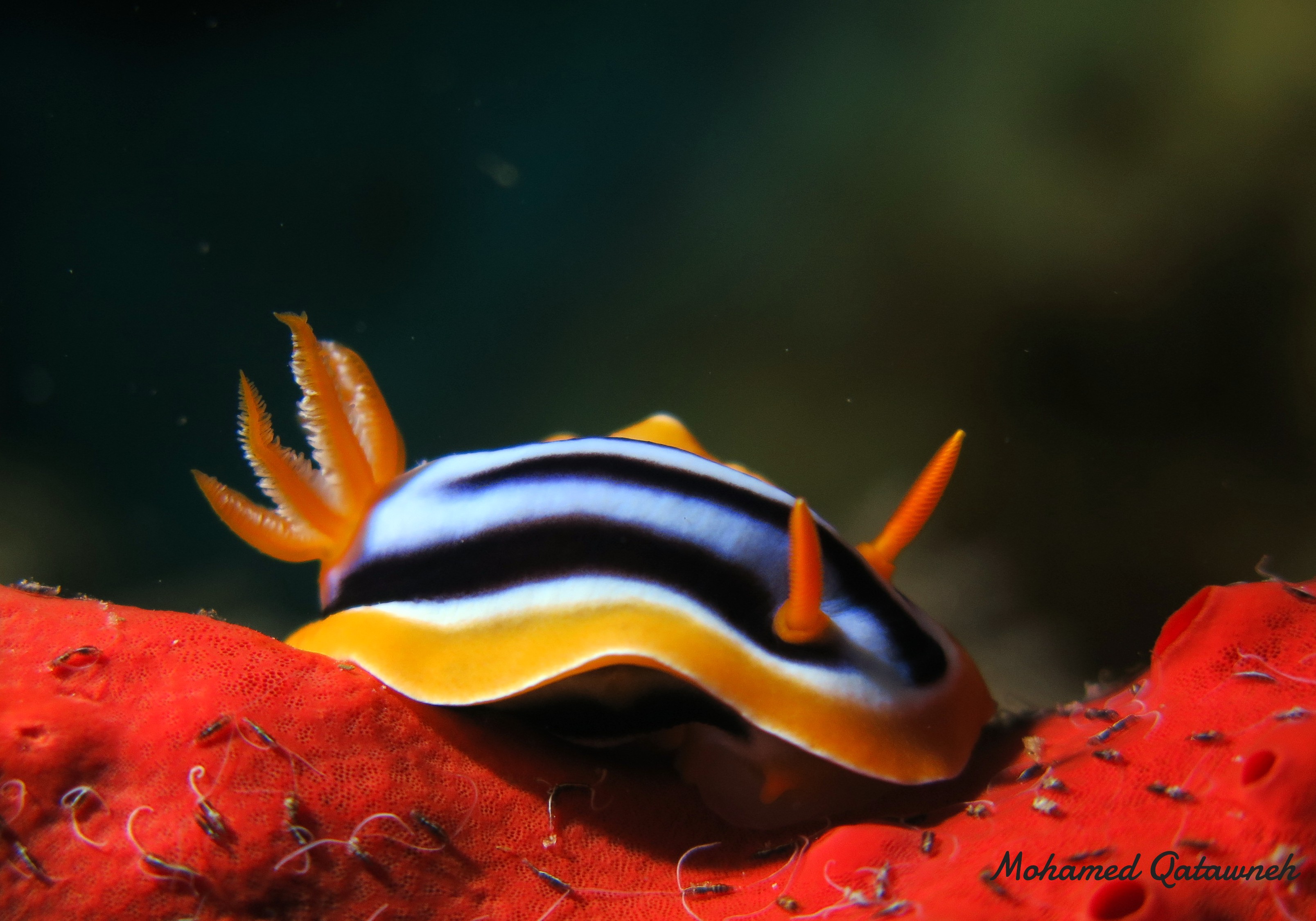 Scuba diving in Aqaba
